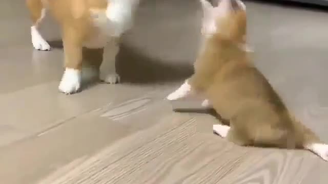Beautiful, sweet dogshttps://rumble.com/upload.php#