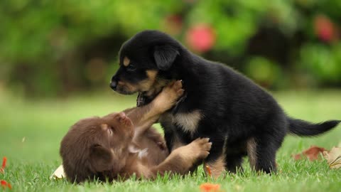 Dogs playing on a bright day