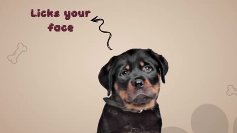 Signs that your rottweiler loves you