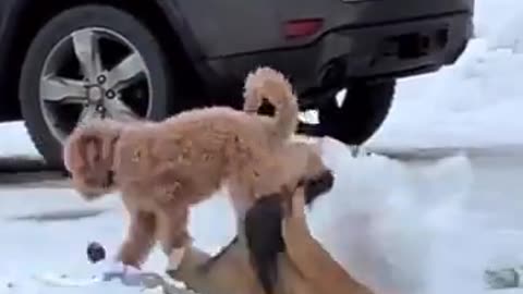 Dog are very helpfull