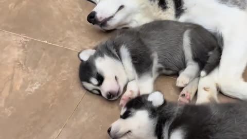 Funny Husky Video ever