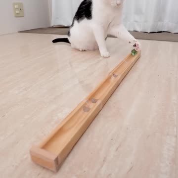 "Cat vs. Marble Run: Who Will Win?! 😹🎢"