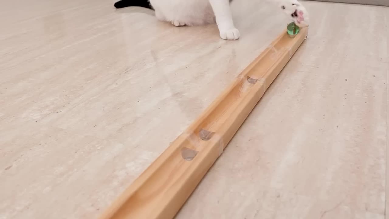 "Cat vs. Marble Run: Who Will Win?! 😹🎢"