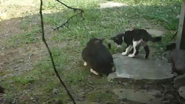 Cat Father Teach Daughter To Hunt