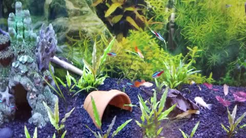 ancistrus, bushynose pleco fry