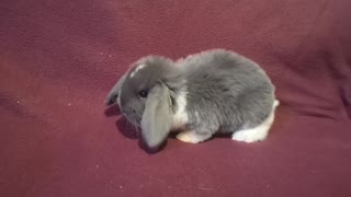 Little bunny