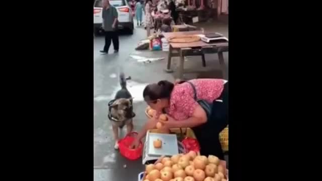 The dog came to the market to buy apples