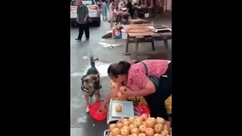 The dog came to the market to buy apples