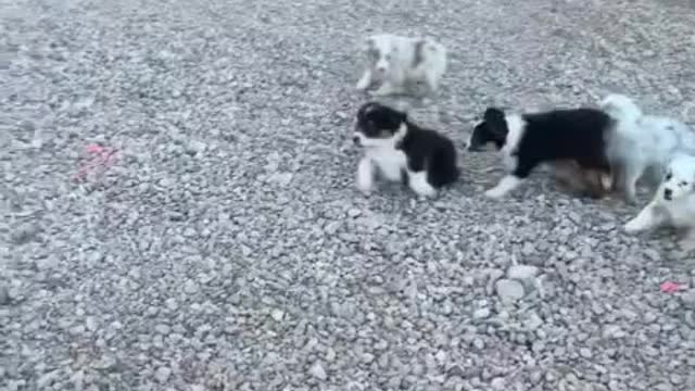 Puppies vs Chickens 😉 Amazing Fight in US Grocery Store