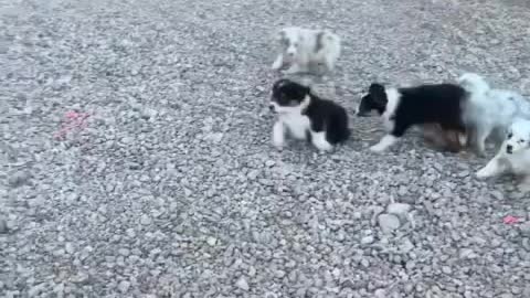 Puppies vs Chickens 😉 Amazing Fight in US Grocery Store