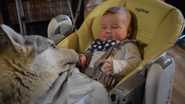 Big gray wolf and baby