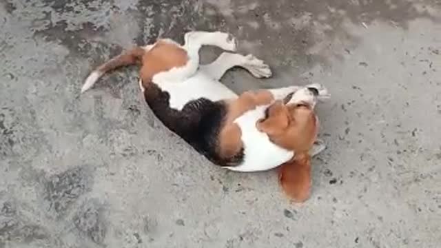 Dog is in verry bad condition