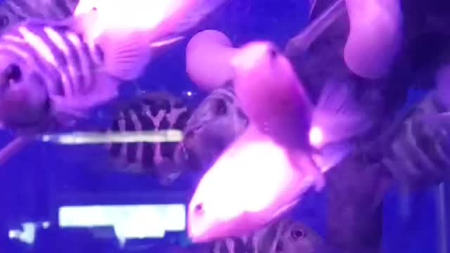 Beautiful fish