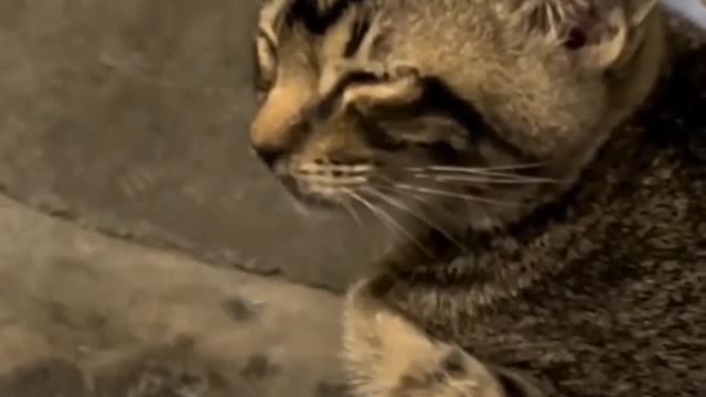 do cats like you who are sleepy every day