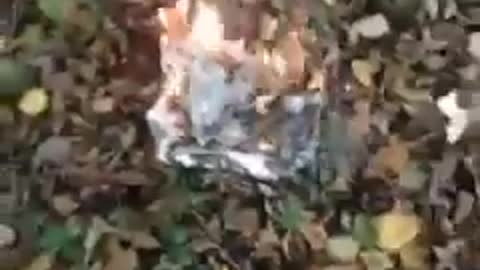 stolen Trump ballots burned