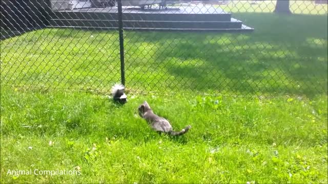 Baby Skunks Spraying