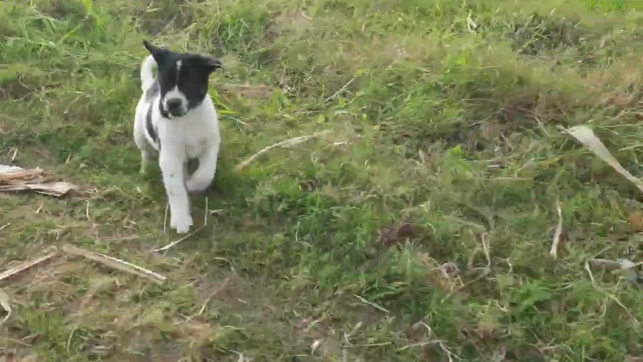 Cute dog playing so funny