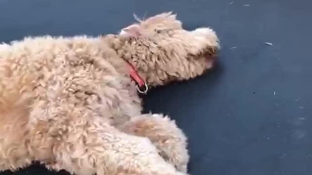 Brown dog trampoline misses soccer ball hits head