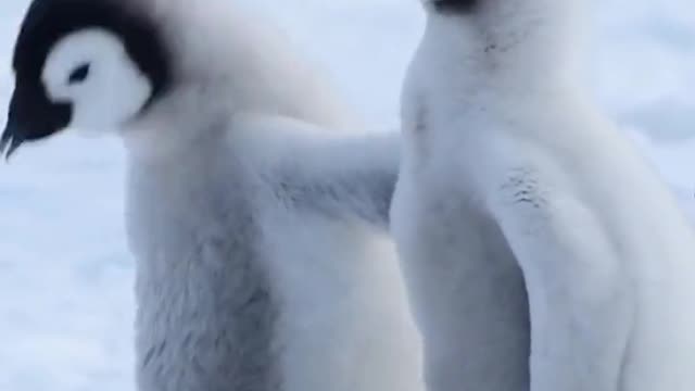 Baby penguin, learning to fish. So cute