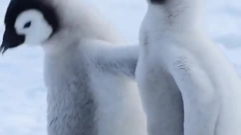 Baby penguin, learning to fish. So cute