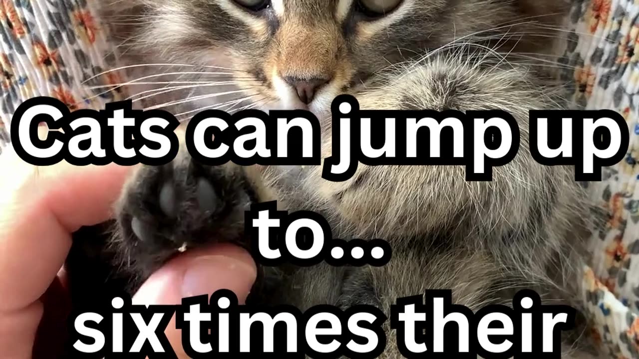 01 CRAZY Cat Facts you Didn't Know