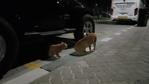 ED SHEERAN & CHRIS MARTIN - Homeless cats in Ras Al Khaimah, UAE #cat #cats #EdSheeran #ChrisMartin