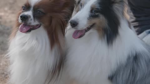 My new 2 dogs are you like