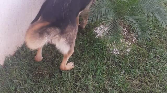 Diary Eva. Ring 1 dog perogy
