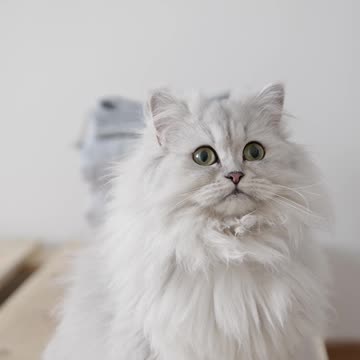 A White Persian Cat