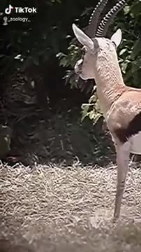 Animals 🦍 Did you spot it 🐆 #foryoupage #foryou #animal #lion #tiger