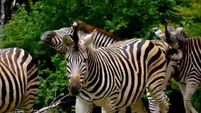 ❤️Zebra !!! The most beautiful animal in the world I have seen
