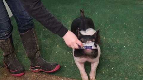 Shorty's Show Pigs