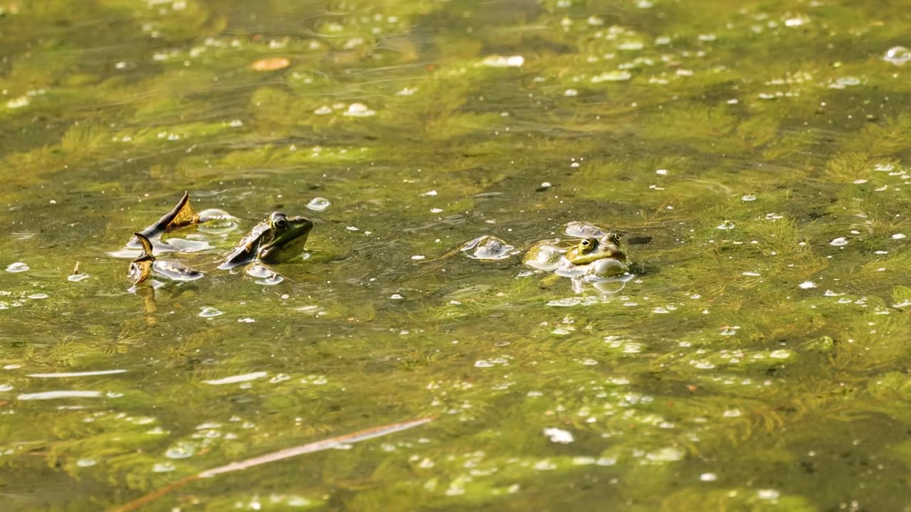 Frogs Fun Pond: Playful Frogs in Their Natural Habitat!