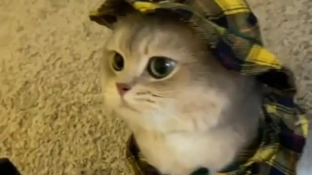 A cat in a funny dress. Very cool scene