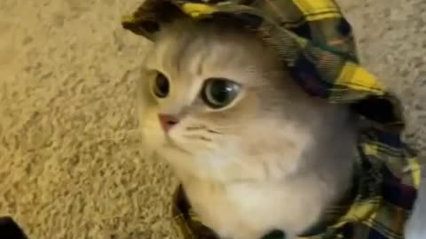 A cat in a funny dress. Very cool scene