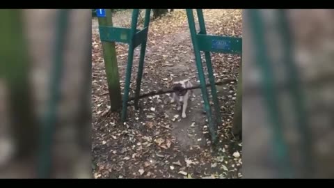 Funny cat 😽 Vs Gun 🔫 - funny animals 😹player dead on finger shot complination