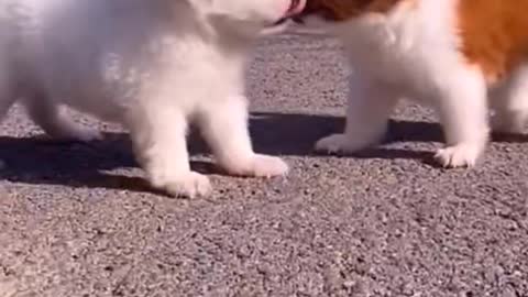 these puppies are best friends!
