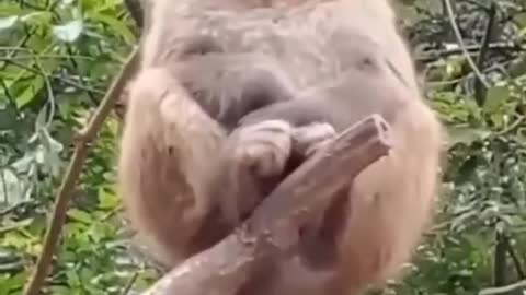 monky Best Short Funny Videos Compilation [ Animal Edition ] |