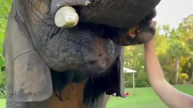 Feeding an elephant with melon
