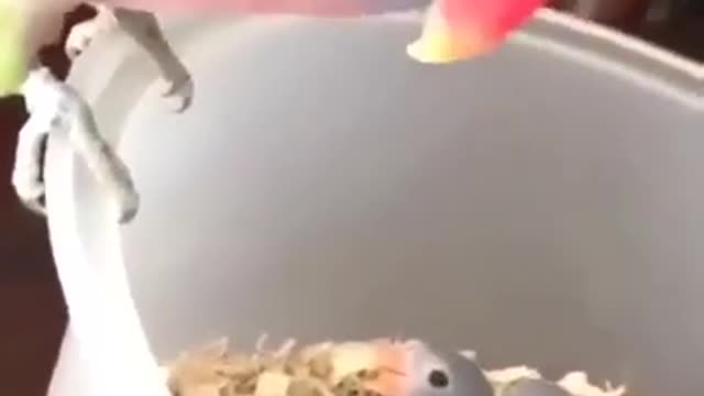Beautiful Parrot Mother Talking. Shorts