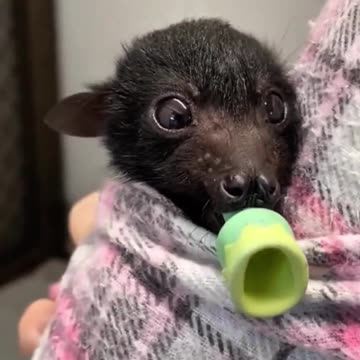Saved a fruit bat from almost being washed down the drain #animals #animalrescue #rescue