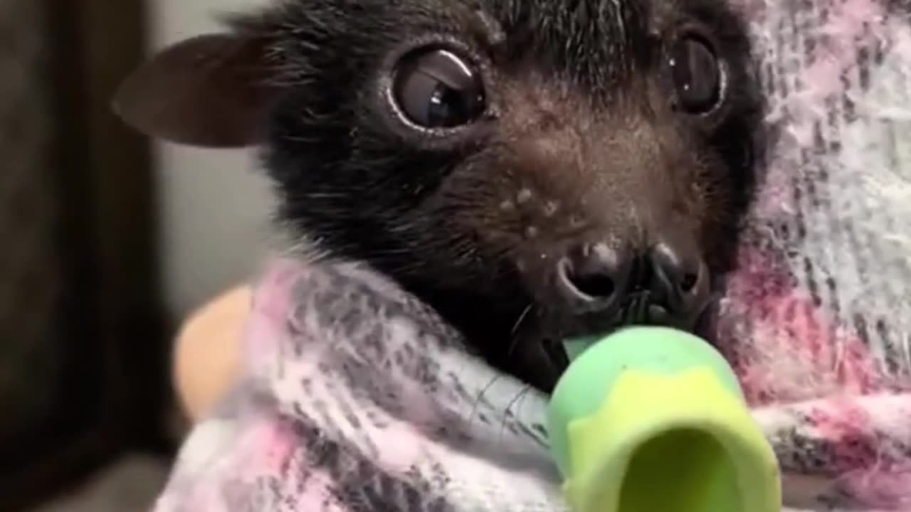 Saved a fruit bat from almost being washed down the drain #animals #animalrescue #rescue