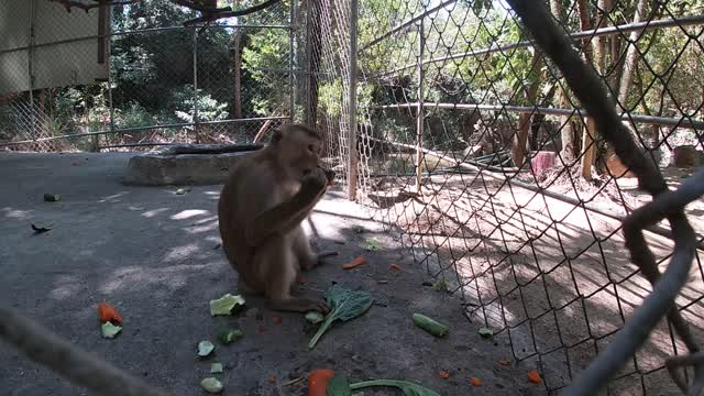 Baby monkey eating