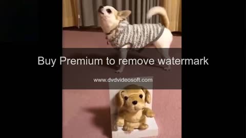 Cute And Funny Pets 1