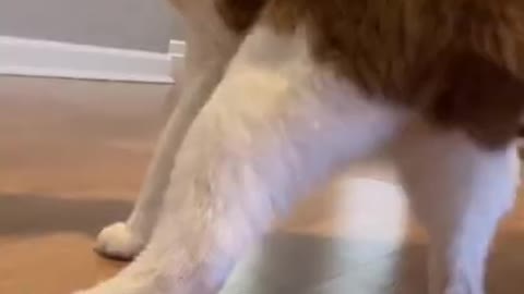 Dancing cat