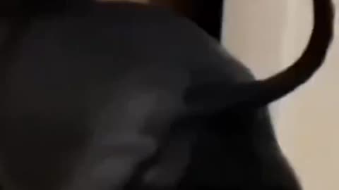Cats have character! ❤️😂