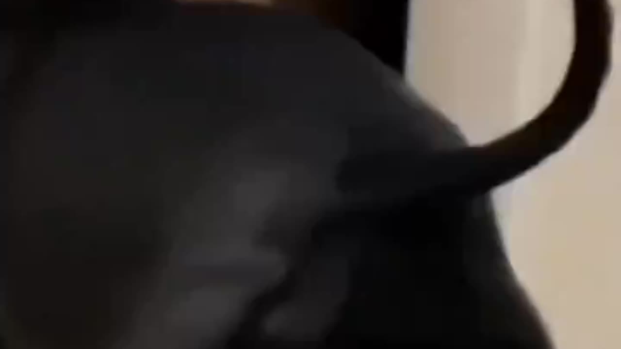 Cats have character! ❤️😂