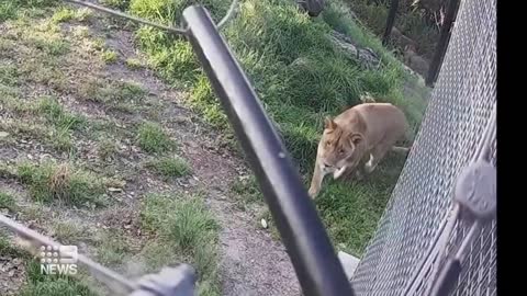 CCTV of five lions escaping from Taronga Zoo released _ 9 News Australia (1)