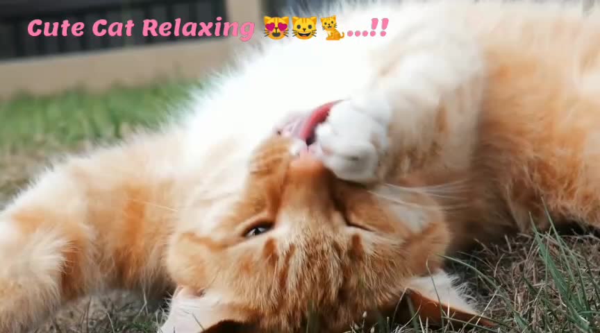 Cute Little Cat Relaxing 😻🐱🐈..!!