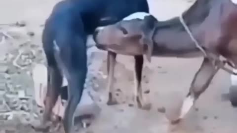 The behavior of wild animals that make you happy and excited
